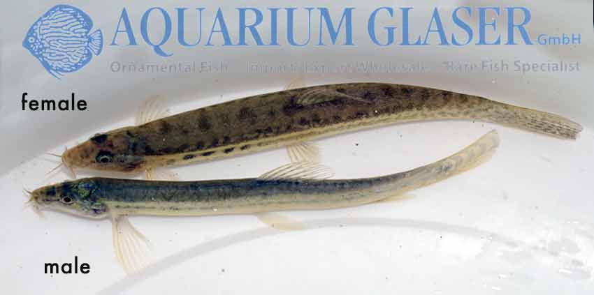 Lepidocephalichthys guntea – die ideale Aquarienschmerle