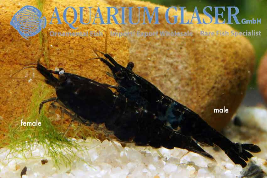 Neocaridina davidi Black Choco Shrimp 