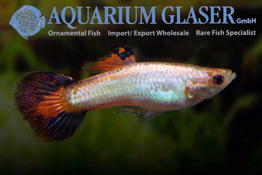 418363-guppy-coral-tail1