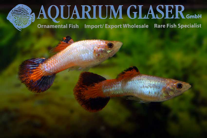 418363-guppy-coral-tail2