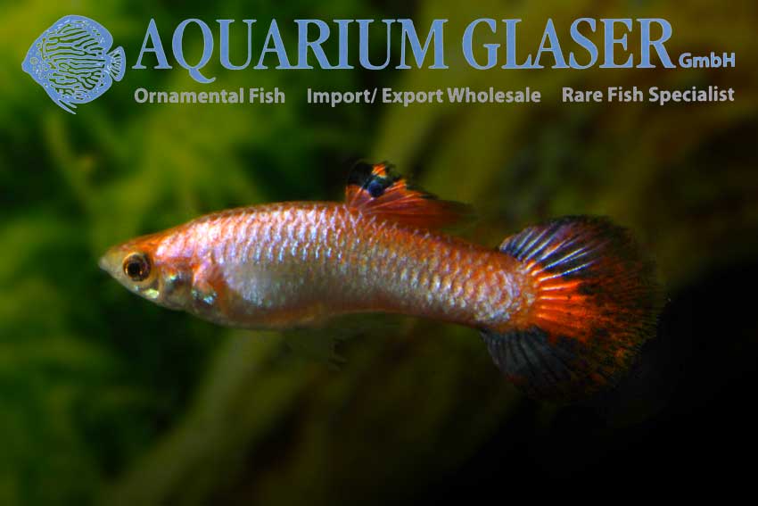 418363-guppy-coral-tail4