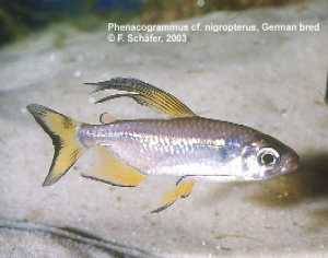 Phenacogrammus cf. nigropterus