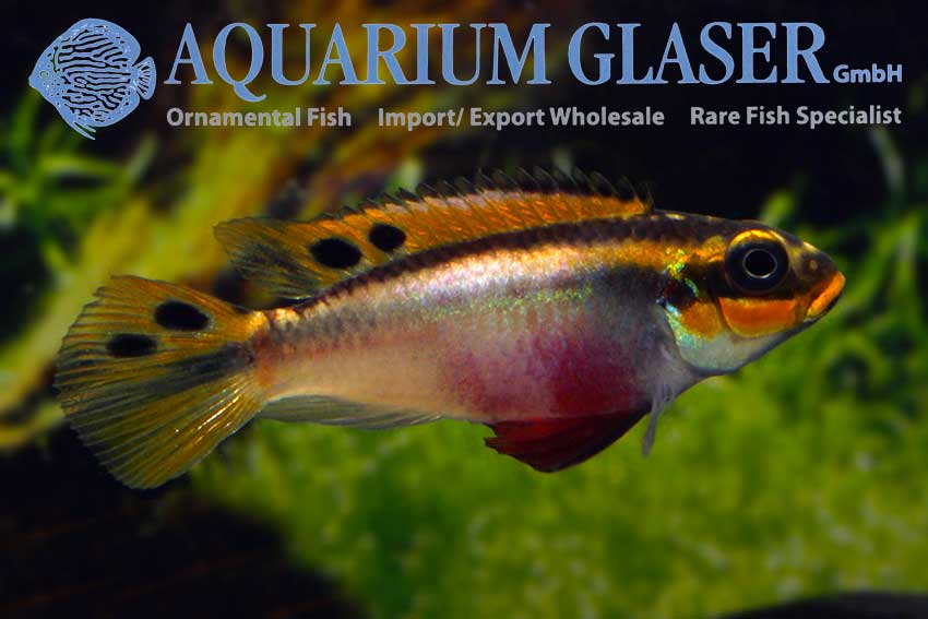562303-pelvicachromis-taeniatus-nigeria-red-frau