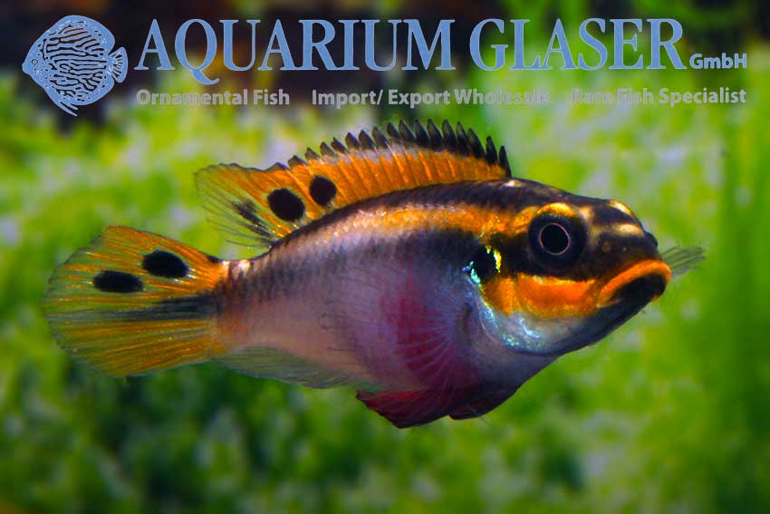 562303-pelvicachromis-taeniatus-nigeria-red-frau2