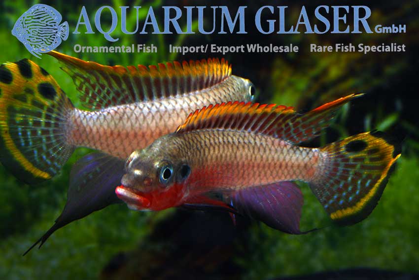 562303-pelvicachromis-taeniatus-nigeria-red-jungs-zanken