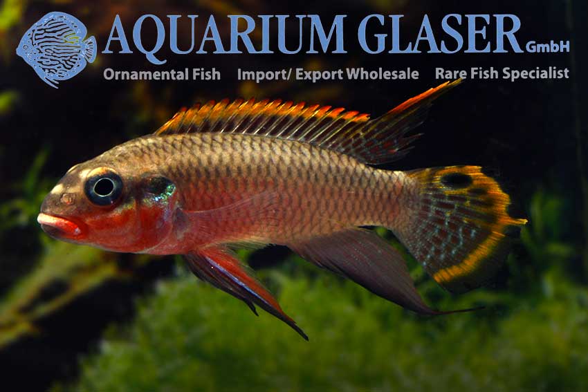 562303-pelvicachromis-taeniatus-nigeria-red-mann