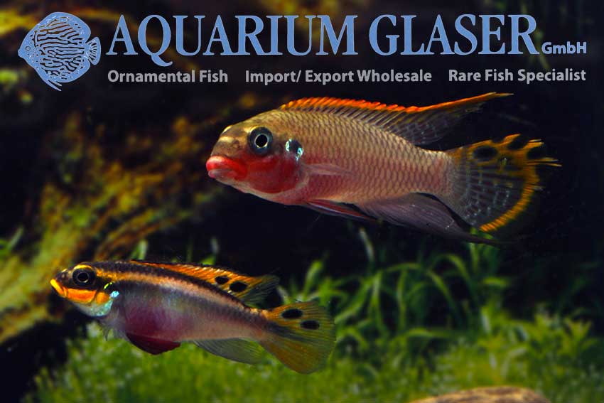 562303-pelvicachromis-taeniatus-nigeria-red-paar1