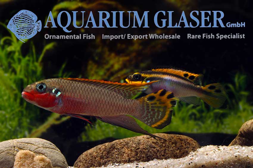 562303-pelvicachromis-taeniatus-nigeria-red-paar2