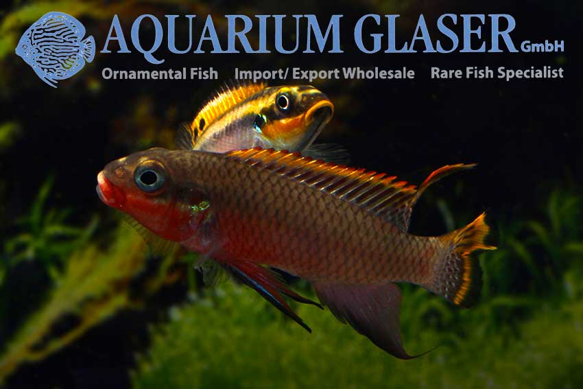 562303-pelvicachromis-taeniatus-nigeria-red-paar3