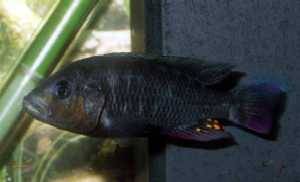 Haplochromis sp. Mburo Blacky