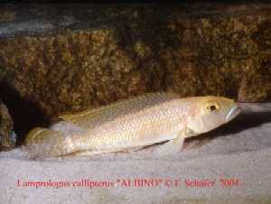 Lamprologus callipterus ALBINO