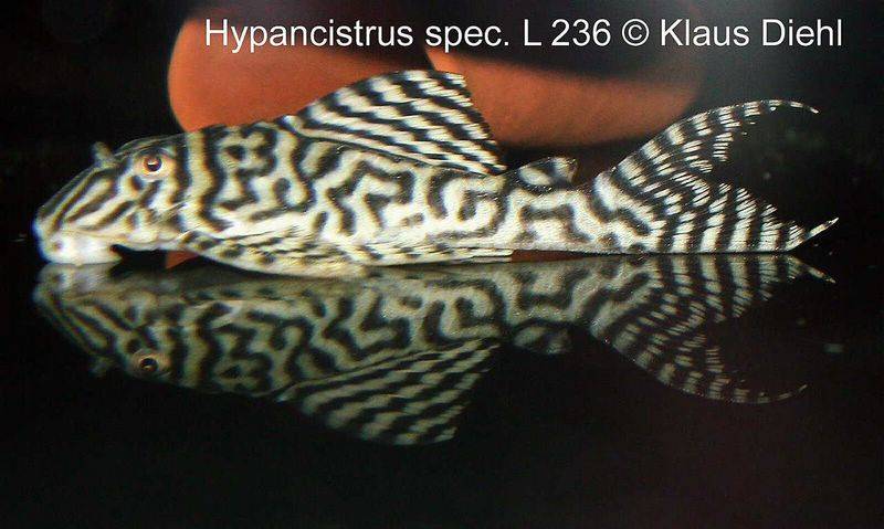 Hypancistrus spec. L 236
