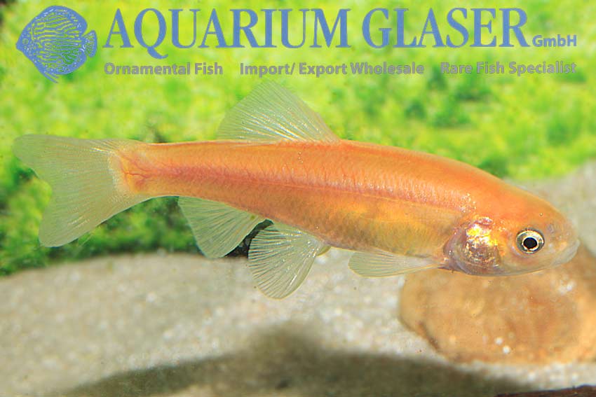 Pimephales promelas wild colored & gold - Aquarium Glaser GmbH