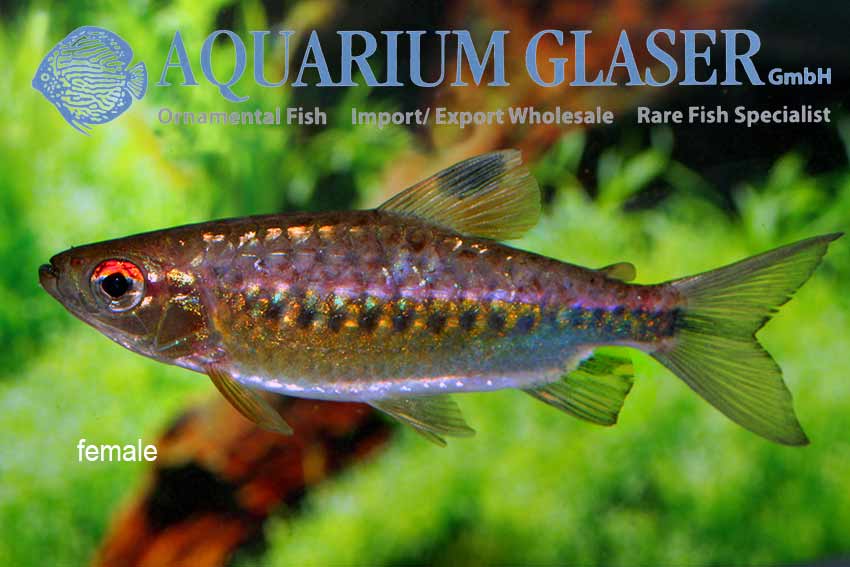 Arnoldichthys spilopterus Aquarium Glaser GmbH