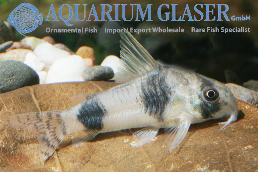Corydoras reynoldsi & Corydoras tukano Aquarium Glaser GmbH