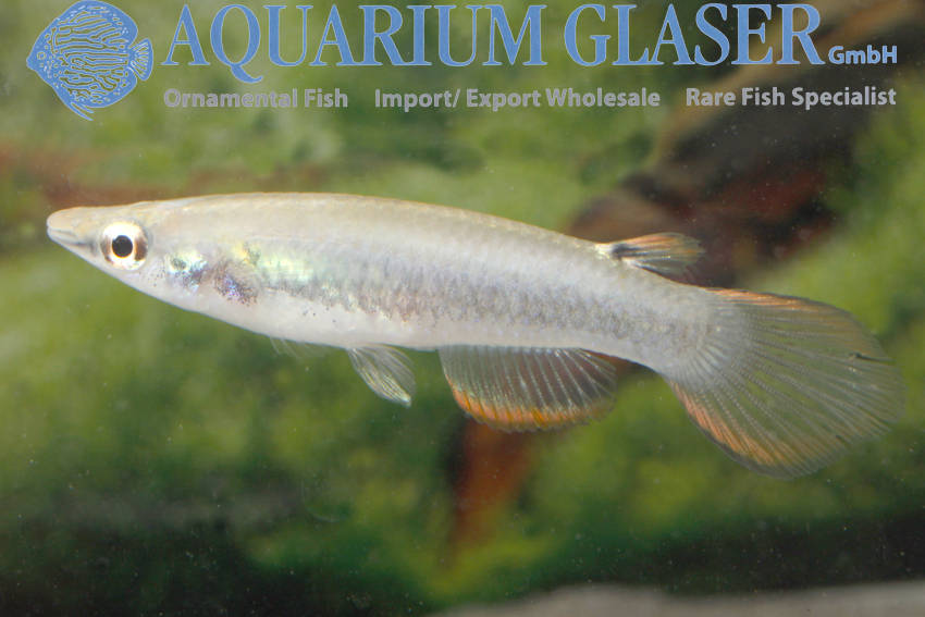 A new Panchax from Manipur - Aquarium Glaser GmbH