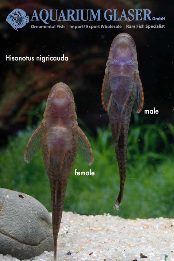 If how a is female tell male catfish to or Otocinclus Frequently