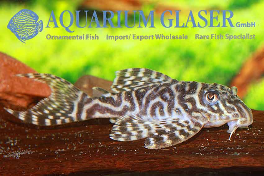 Hypancistrus Sp L400 Aquarium Glaser GmbH Hypancistrus Sp L400 Aquarium Glaser GmbH