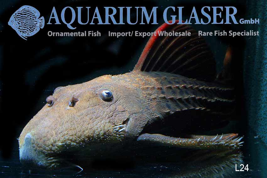 African Tiger Fish (Hydrocynus cf. vittatus) - Aqua Imports