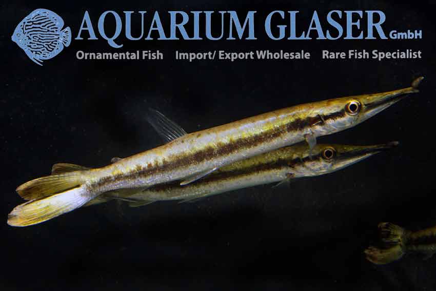 Boulengerella cuvieri Aquarium Glaser GmbH