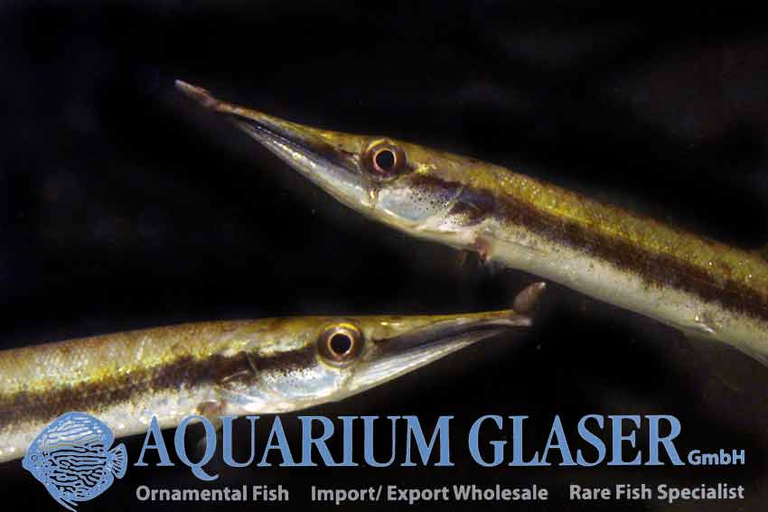 Boulengerella cuvieri Aquarium Glaser GmbH