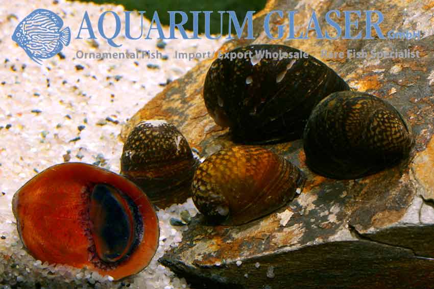 Neritina violacea, Red Lip Snail - new in stock - Aquarium Glaser GmbH