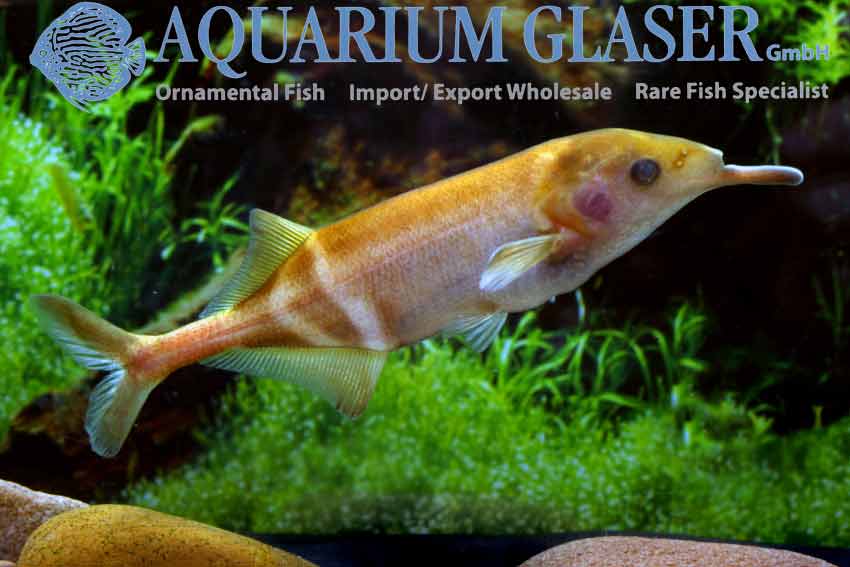 The possibly rarest fish in the world lives in Aquarium Glaser´s