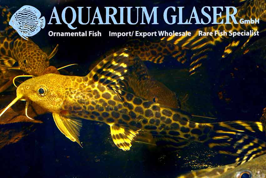 Synodontis pardalis - Aquarium Glaser GmbH