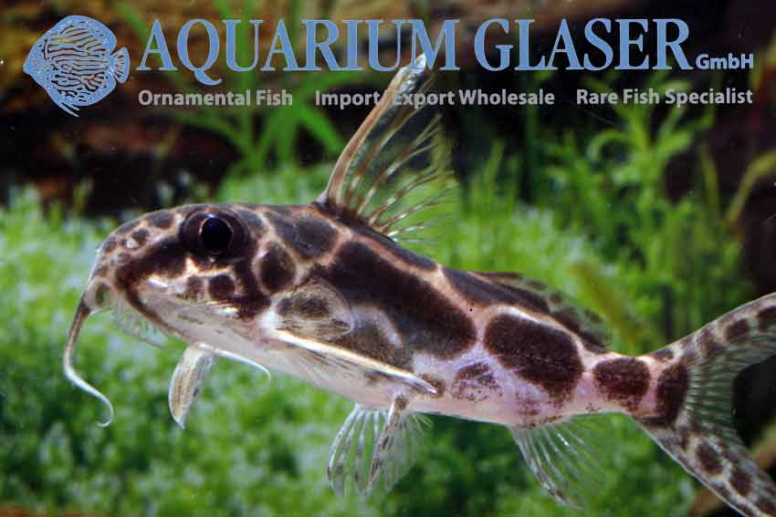 Synodontis robertsi - Aquarium Glaser GmbH