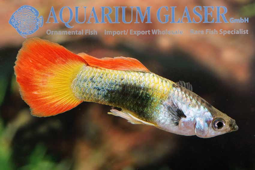 Guppy Neon Flame