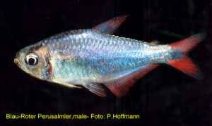 Hyphessobrycon sp. Blau-Roter Perusalmler