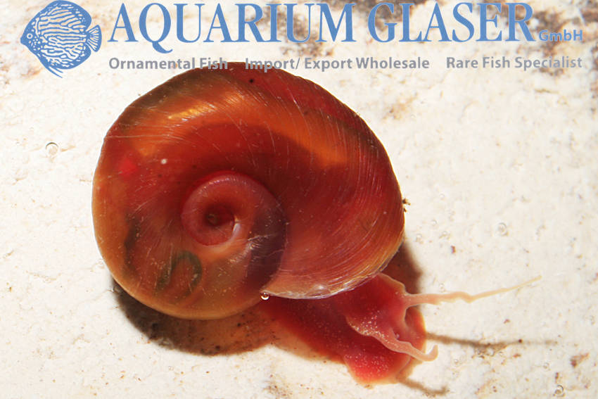 Colorful Great Ramshorn snails - Aquarium Glaser GmbH