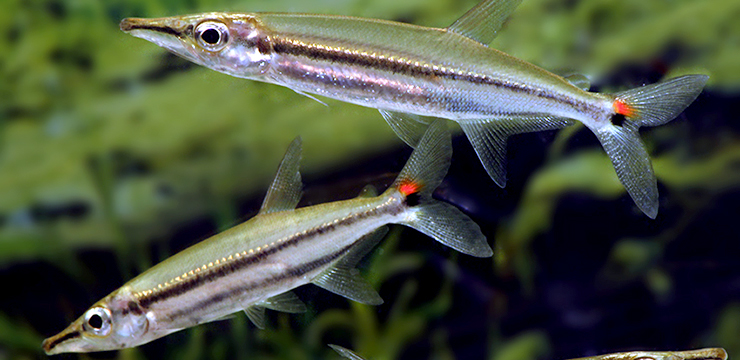 202103-acestrorhynchus-isalinae-trio