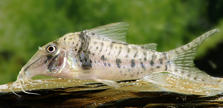 237904-corydoras-orecsi1
