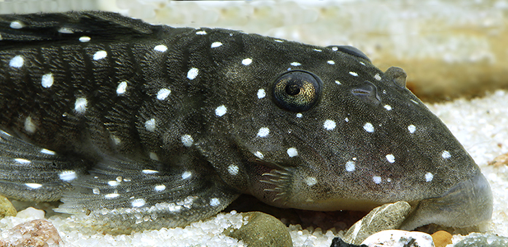 L-31 parancistrus nudiventris