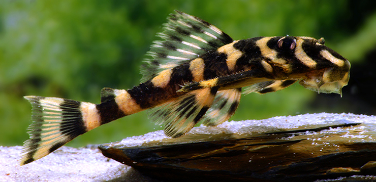26480-l-168-4-zonancistrus-brachyurus-L168-2