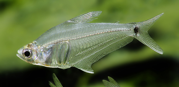 266003-protocheirodon-leptagoniates-pi3-neu