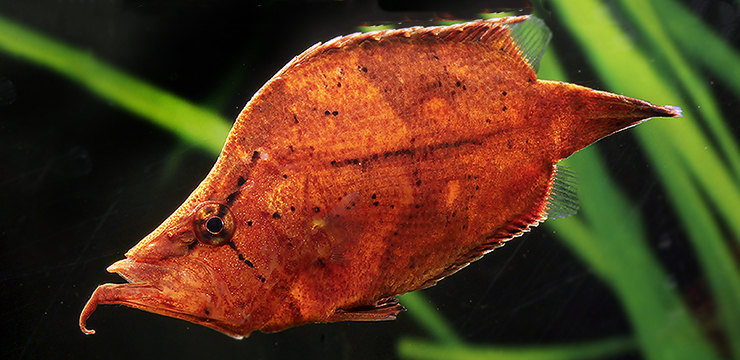 Monocirrhus polyacanthus