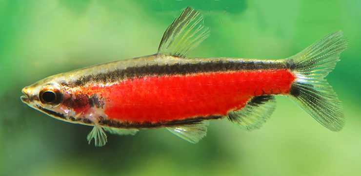 272243-nannostomus-cenepa-super-red3