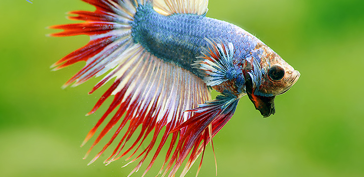 Welcome To The Website Of Aquarium Glaser Aquarium Glaser Gmbh