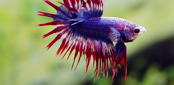 betta splendens crowntail thaiflag