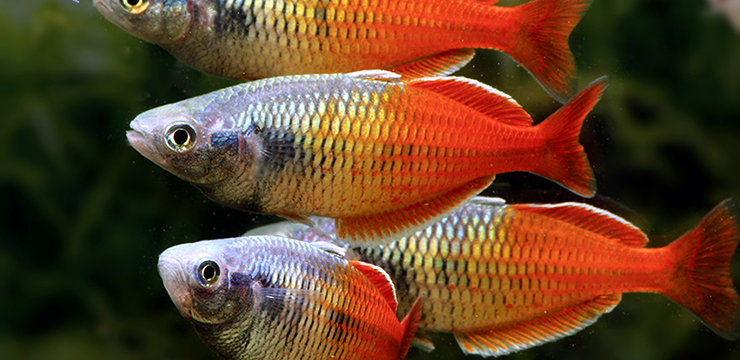 Melanotaenia boesemani RED