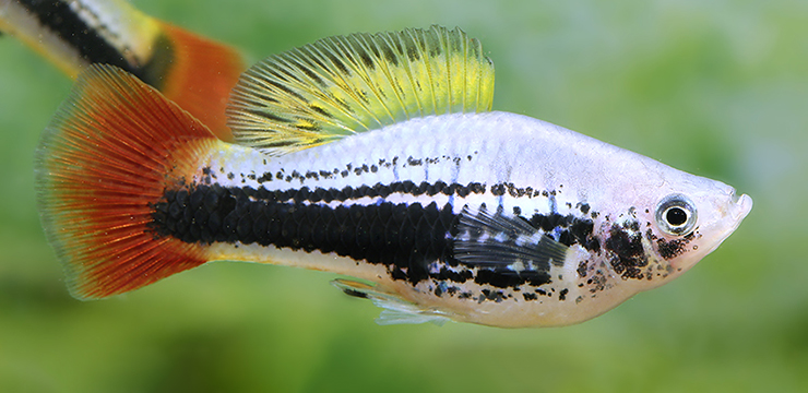 Xiphophorus variatus GERMAN POND BRED