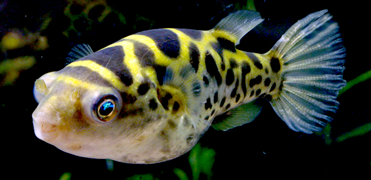 Dichotomyctere fluviatilis