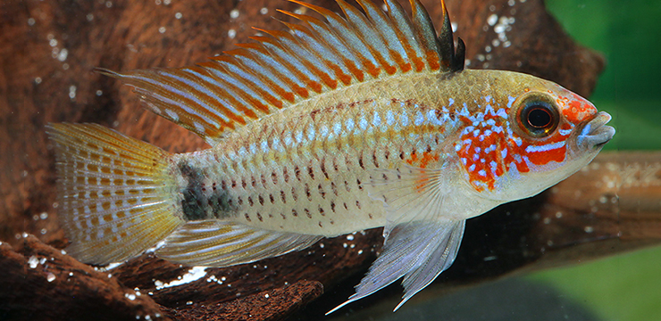 Apistogramma eremnopyge