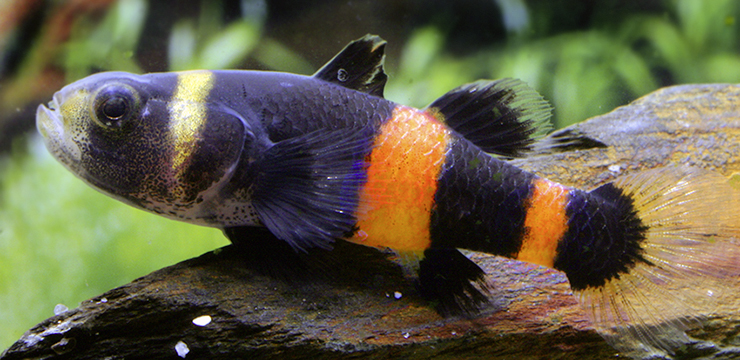 brachygobius doriae