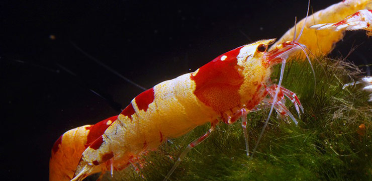 neocaridina redcrystal shrimp
