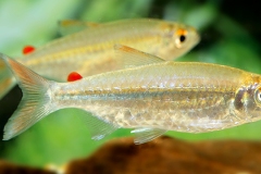 Micralestes humilis