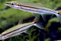 Acestrorhynchus isalinae