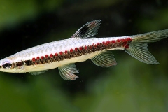 Copella nattereri